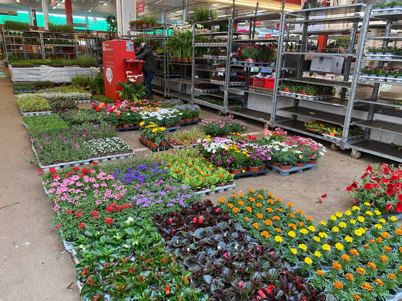 <strong>Productors i venedors de flor i planta del Maresme, optimistes de cara la primavera gr&agrave;cies a les pluges</strong>