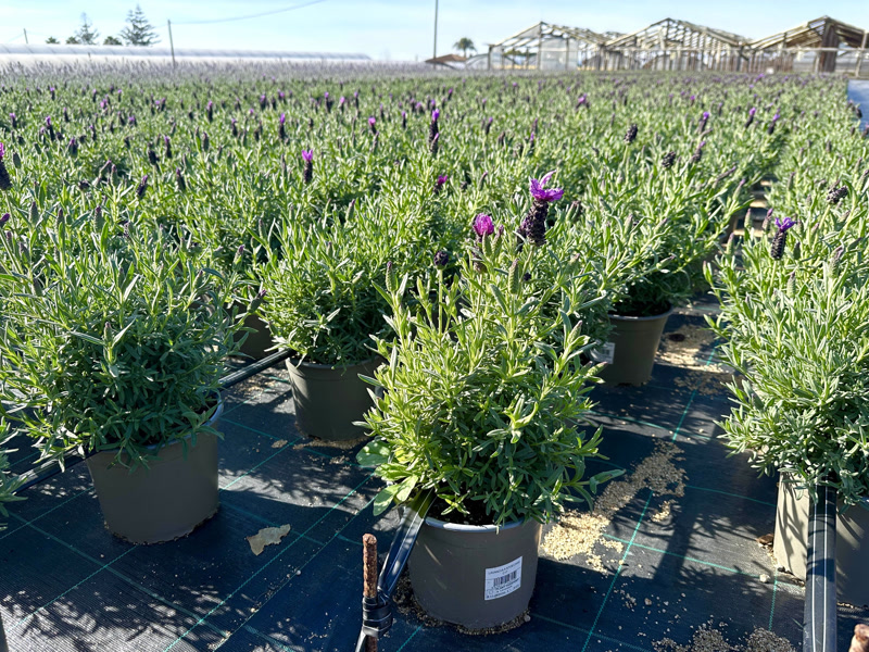 <strong>El sector de la flor i la planta preveu facturar la meitat per la sequera</strong>