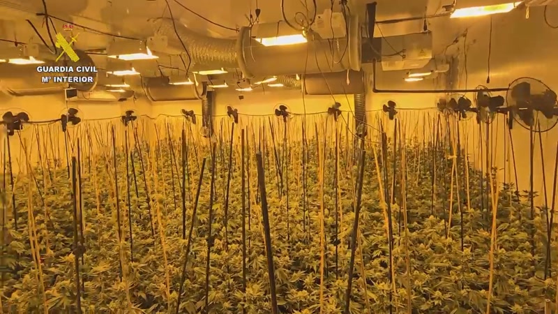 Desmantellen 3 plantacions de marihuana al Maresme en un sol mes