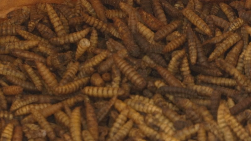 Pinso a base d&rsquo;insectes, la nova font de prote&iuml;na pel bestiar