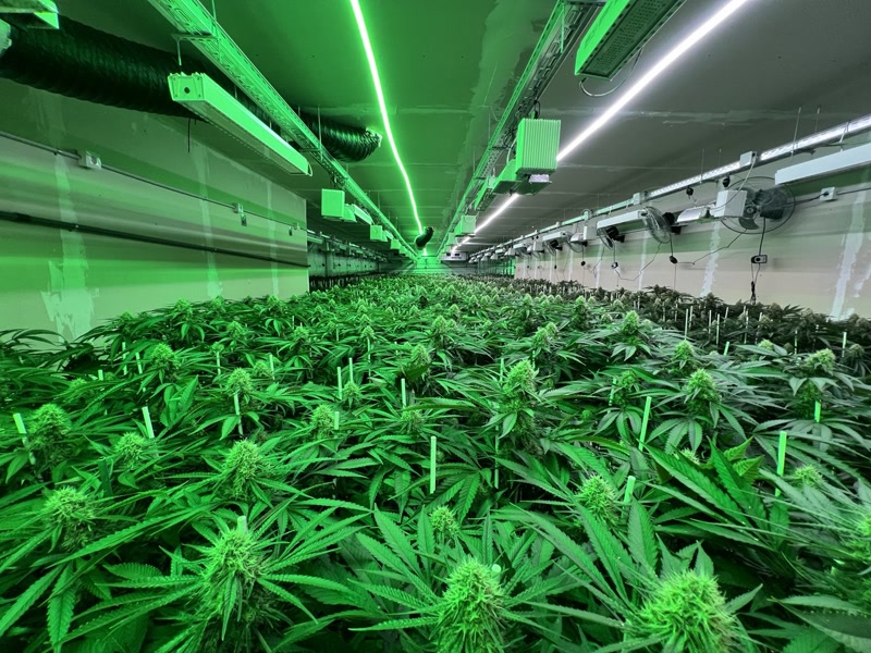 Quatre detinguts en el desmantellament d&rsquo;una plantaci&oacute; de marihuana de grans dimensions a Premi&agrave; de Dalt