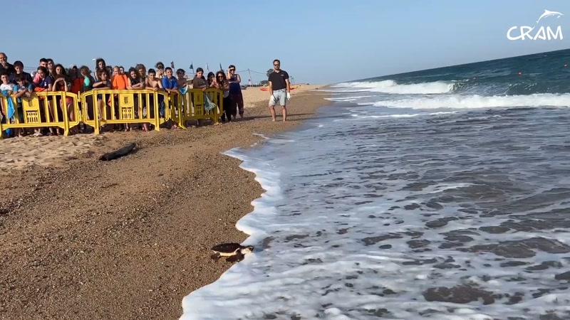 Les tortugues de Malgrat tornen a casa