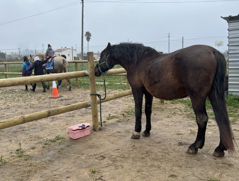 Quan els cavalls fan de terapeutes