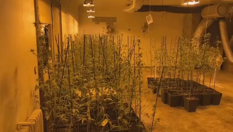 <strong>Desmantellada una plantaci&oacute; de marihuana en un domicili de Can Teixid&oacute; a Alella</strong>