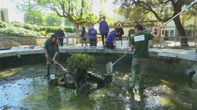 <strong>La sequera obliga a traslladar els peixos de la font del Parc Central a la bassa del Bon Rec&eacute;s</strong>