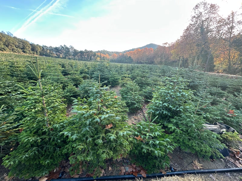 <strong>Canyamars, l&rsquo;&uacute;nica zona al Maresme on es produeixen arbres de Nadal</strong>