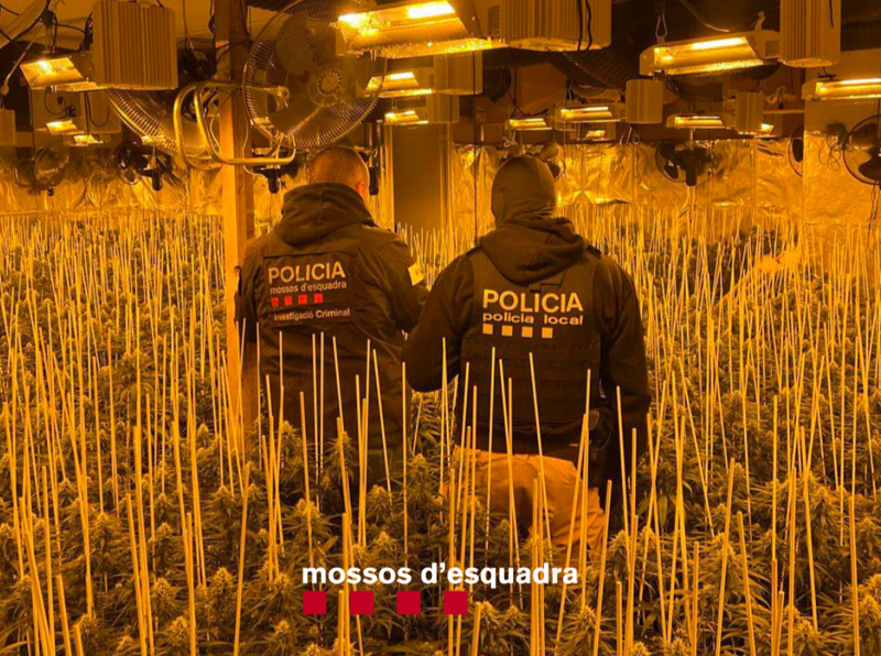 <strong>6 persones detingudes a Alella vinculades amb el tràfic de marihuana</strong>