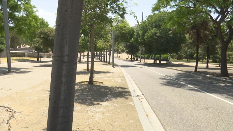 L&#39;avinguda Corregiment, m&eacute;s verda el 2025