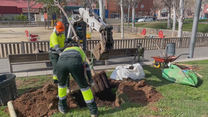 <strong>M&eacute;s de 800 arbres es replantaran aquesta tardor a Matar&oacute;</strong>