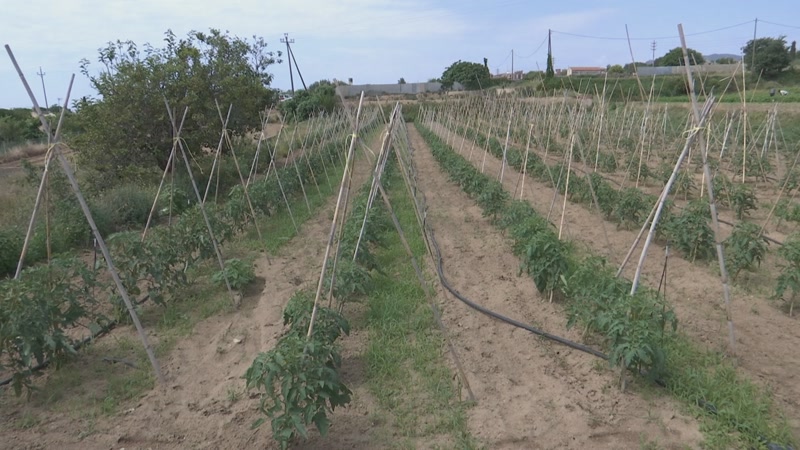 L’agricultura al Maresme: sense relleu, sense sòl i depenent de l’exterior