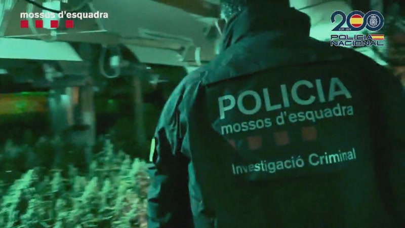 Entrades i escorcolls al Maresme en un nou operatiu contra el tr&agrave;fic de Marihuana