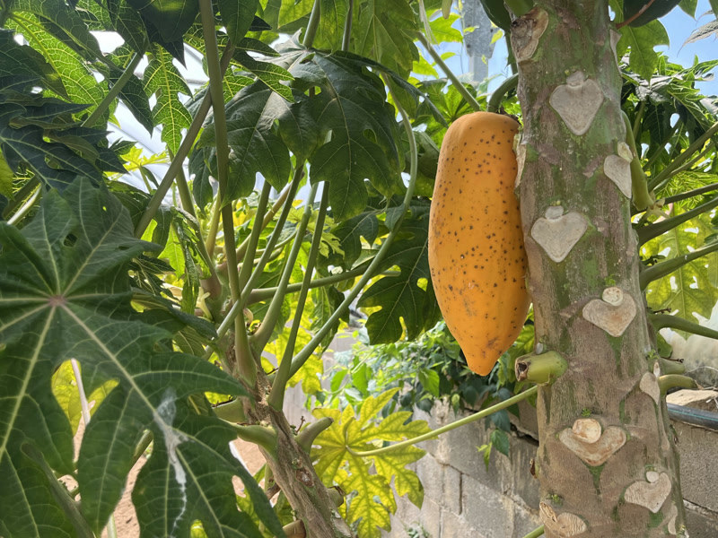 <strong>L&rsquo;horta africana, a les Cinc S&eacute;nies de Matar&oacute;</strong>
