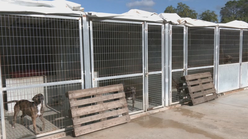 <strong>El Centre d&rsquo;Atenci&oacute; d&rsquo;Animals del Maresme at&eacute;n 700 abandonaments i nom&eacute;s registra 250 adopcions en el que portem d&rsquo;any</strong>