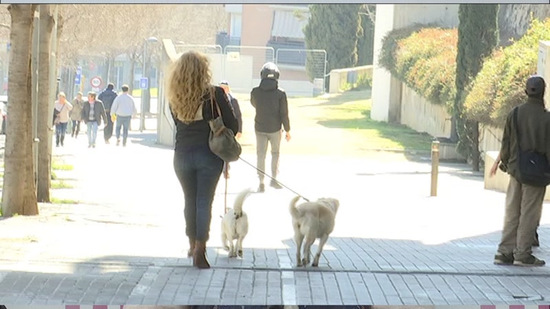 El Servei de Mediaci&oacute; de l&#39;Ajuntament tamb&eacute; contempla casos de cust&ograve;dia compartida d&#39;animals de companyia en casos de separaci&oacute;