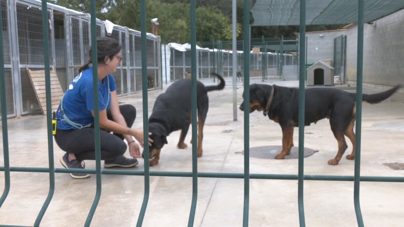 El Maresme tindr&agrave; un segon refugi comarcal d&rsquo;animals abandonats