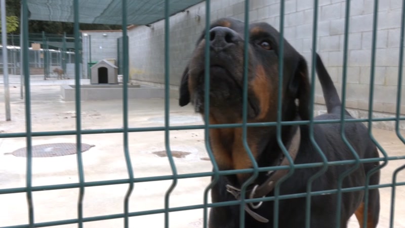<strong>L&rsquo;abandonament de gossos i gats no s&rsquo;atura al Maresme</strong>