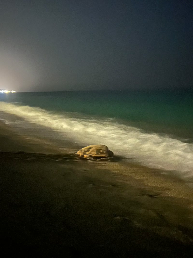 Una tortuga marxa de la platja de Sant Sim&oacute; sense deixar-hi ous