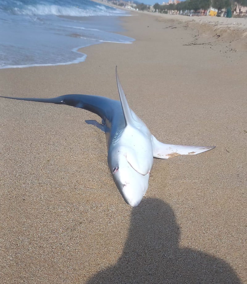 Troben una cria de tintorera morta a la platja d&#39;Ocata