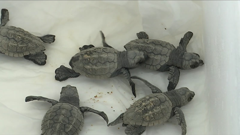 Els consells del CRAM sobre com actuar davant d&rsquo;un possible albirament de tortuga caretta caretta