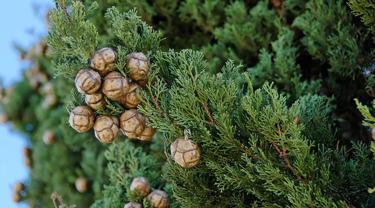 El jardí mediterrani de Can Boet.jpg