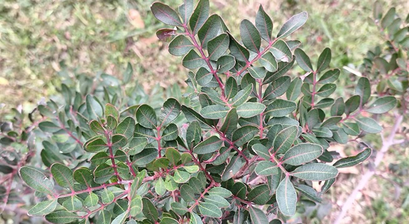 Cuina silvestre amb llentiscle.jpg