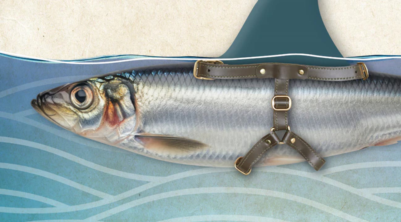 La gent gran també es disfressa.jpeg