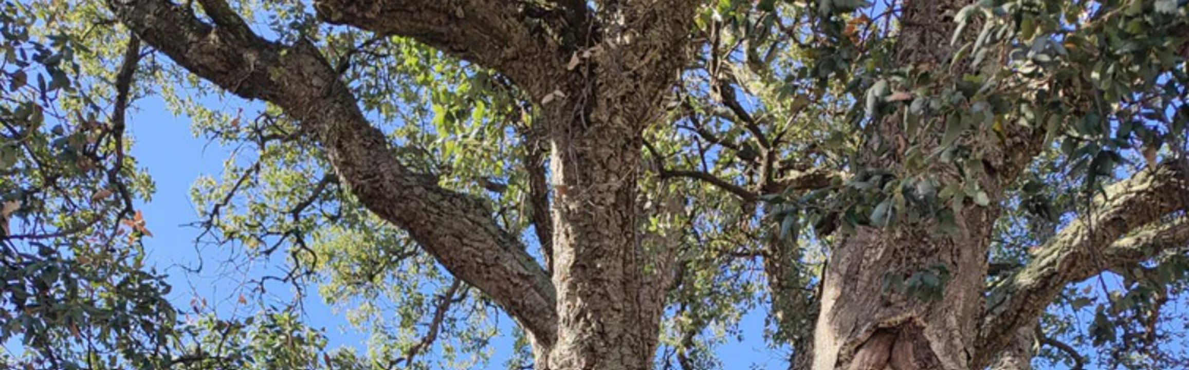 El jardí mediterrani de Can Boet.jpg