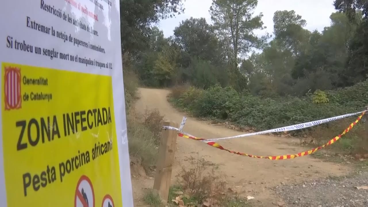 el-maresme-afectat-per-la-prohibicio-daccedir-al-medi-natural-en-loperatiu-contra-la-pesta-porcina-africana