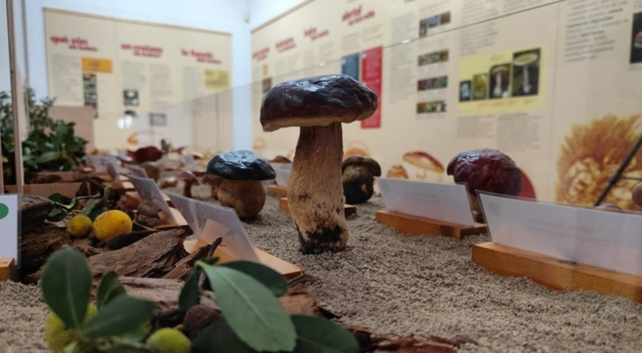 40a exposició de bolets.jpg