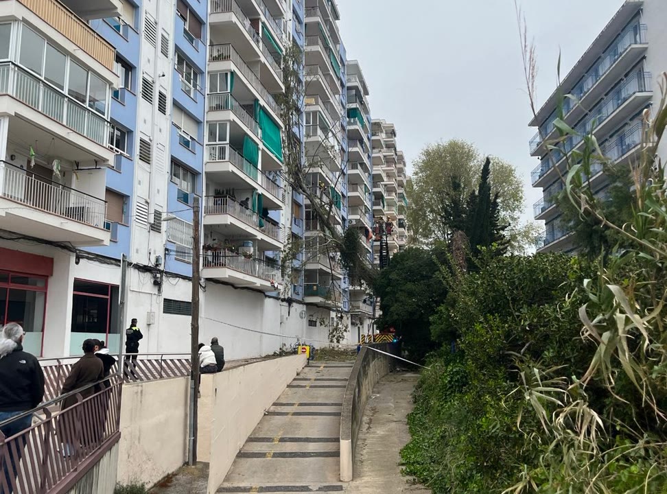 arbre calella 2.jpeg