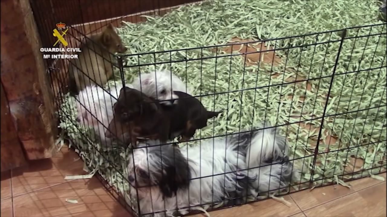 Els animals rescatats fa tres anys d’una botiga de Mataró, encara sense llar definitiva 