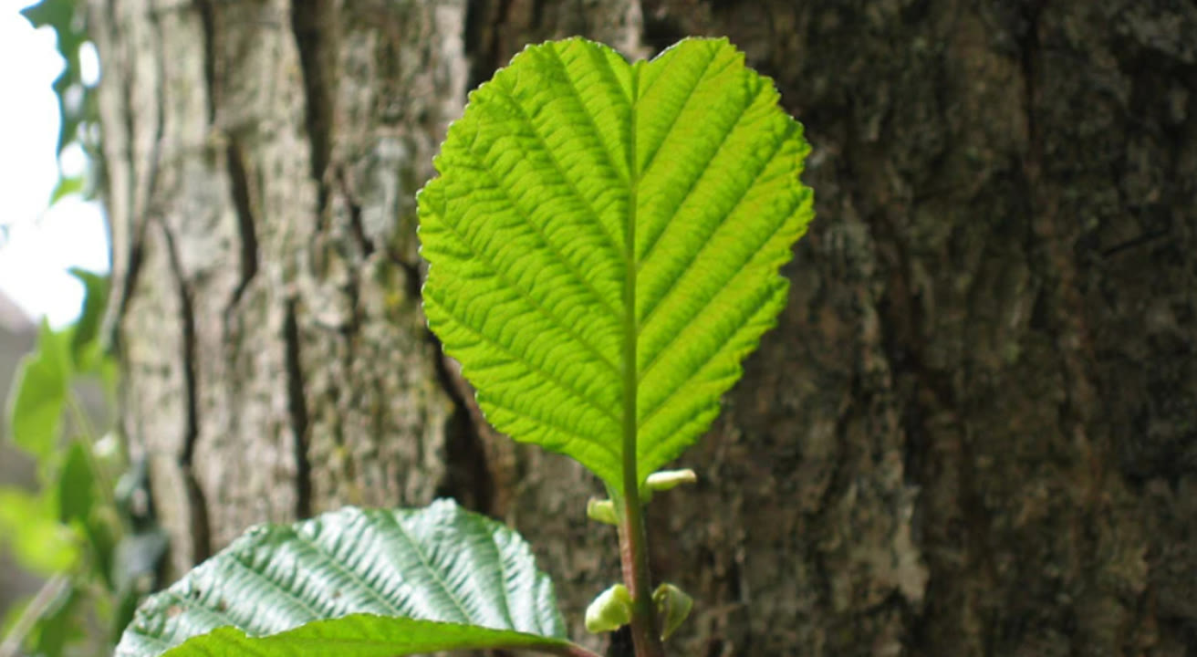 EL JARDÍ MEDITERRANI DE CAN BOET.png