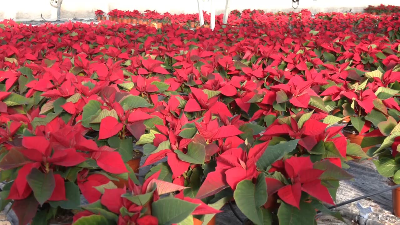 el-paper-del-sector-agroalimentari