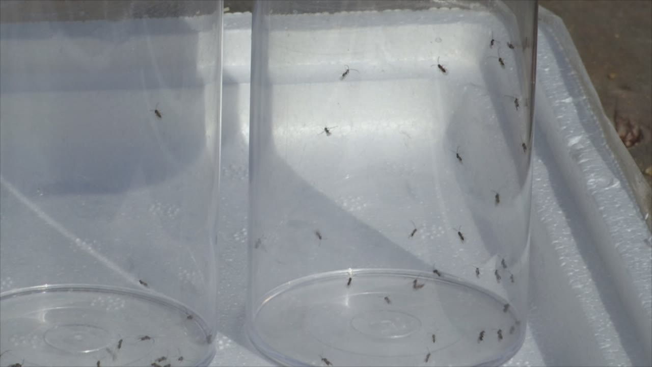 alliberen-una-vespa-a-sant-pol-per-combatre-una-plaga-que-afecta-la-maduixa-i-la-cirera