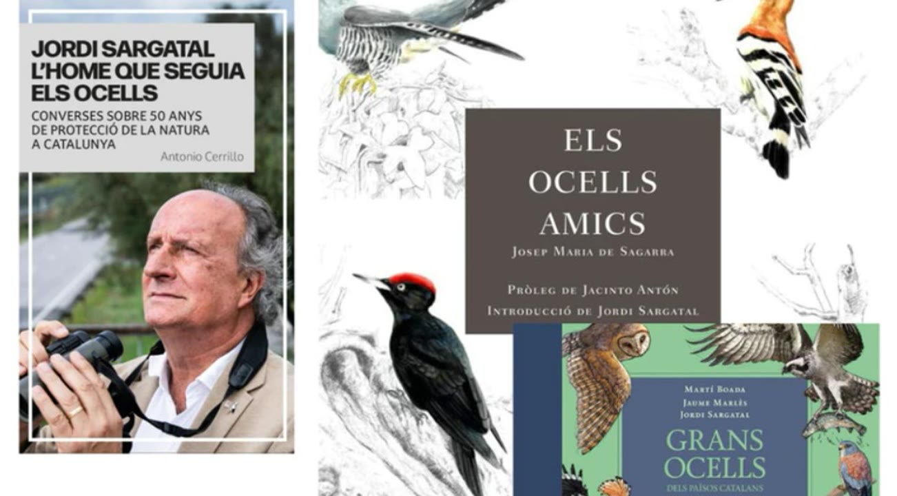 Vetllada ocellaire.jpg