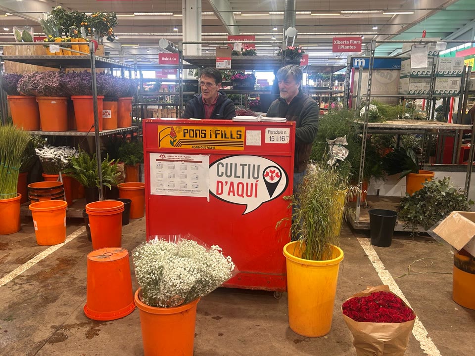 el-maresme-produeix-lunic-1-de-roses-catalanes-que-es-venen-per-sant-jordi