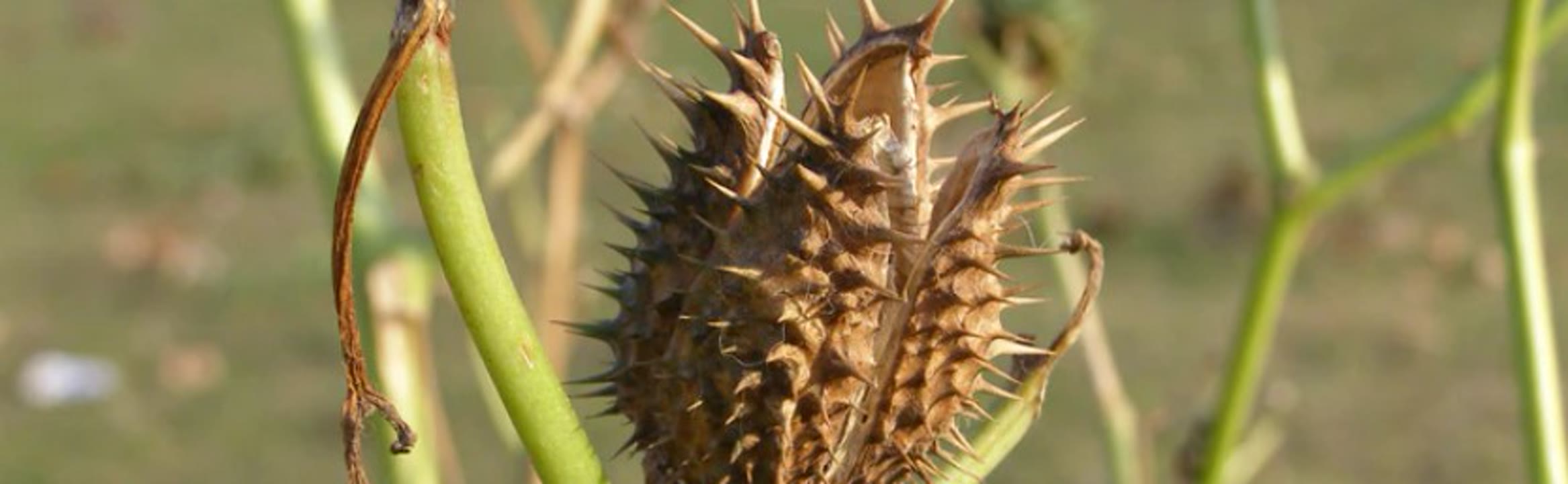 L'Atzavara + 'Plantes medicinals i tòxiques de la nostra flora'.jpg