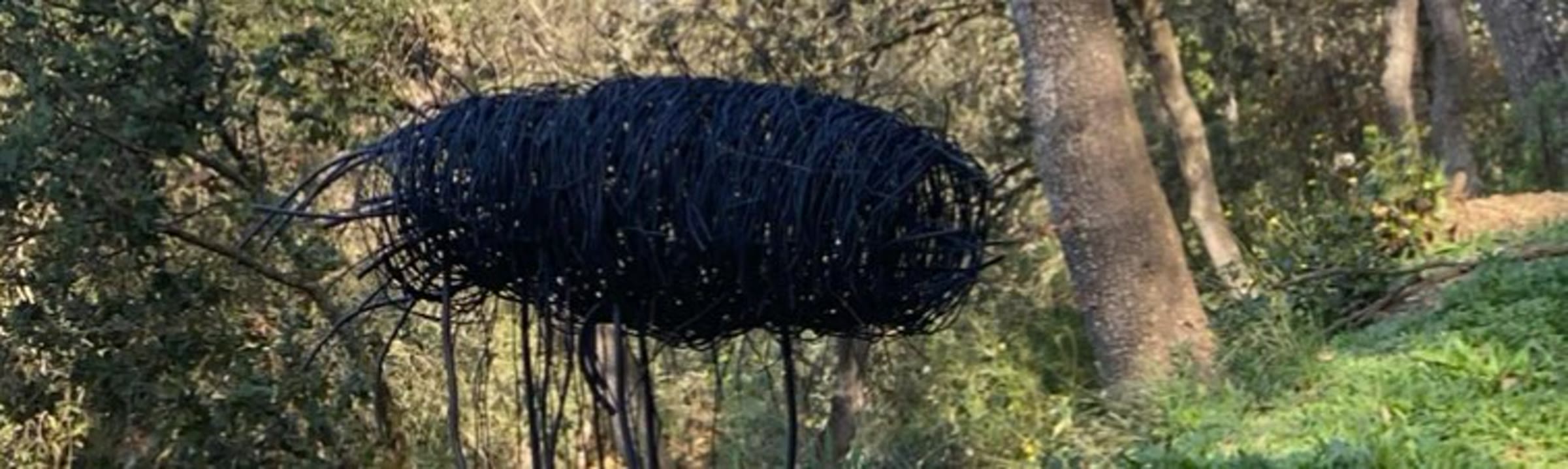 el bosc de pensar.jpg