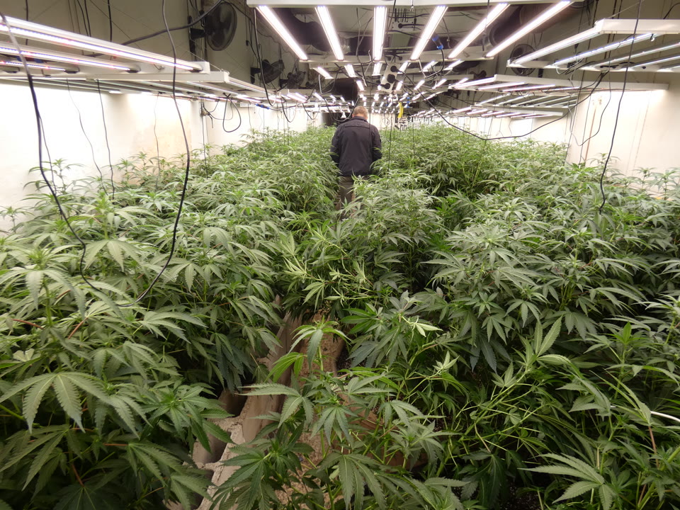 parlament-declara-guerra-al-trafic-i-al-cultiu-marihuana-al-maresme