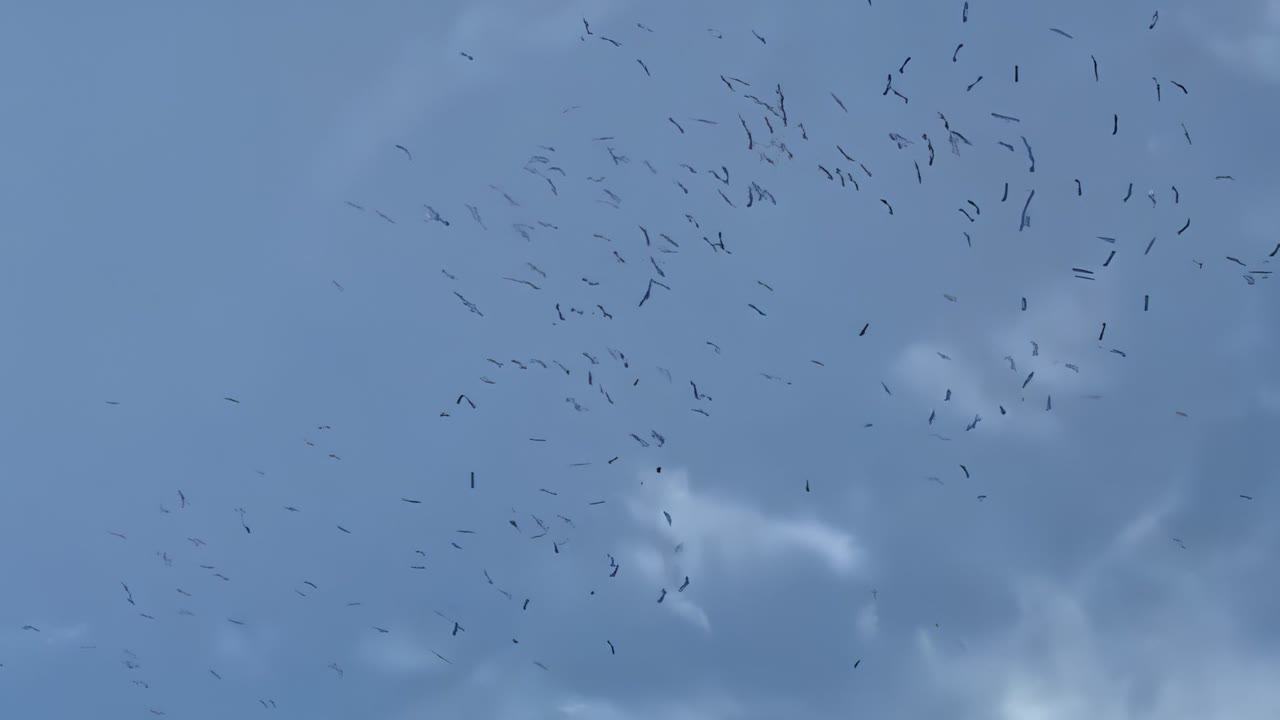 estol-mil-cigonyes-sobrevolar-mataro-parc-imatge-inedita-maresme