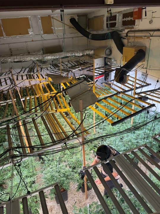 Imatge de la plantació a l'interior de la casa.jpeg