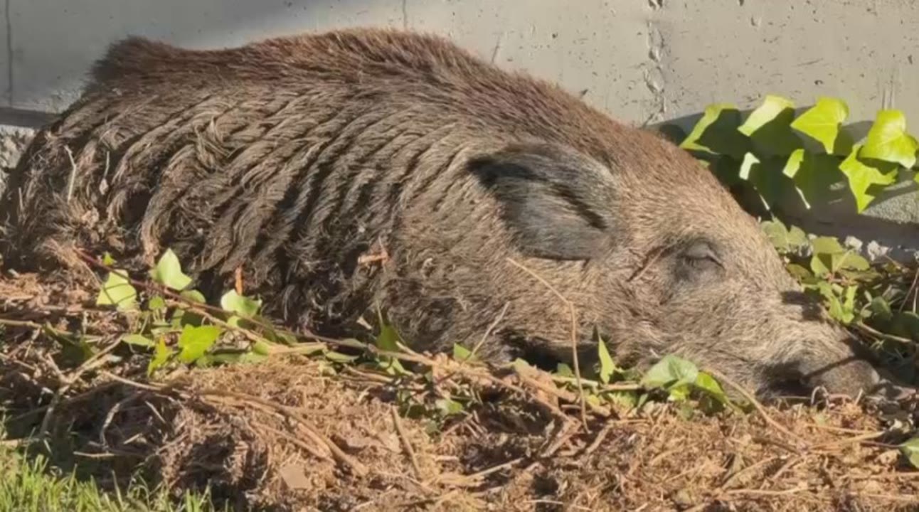 sis-municipis-maresmencs-entren-al-perimetre-de-seguretat-pel-brot-de-pesta-porcina