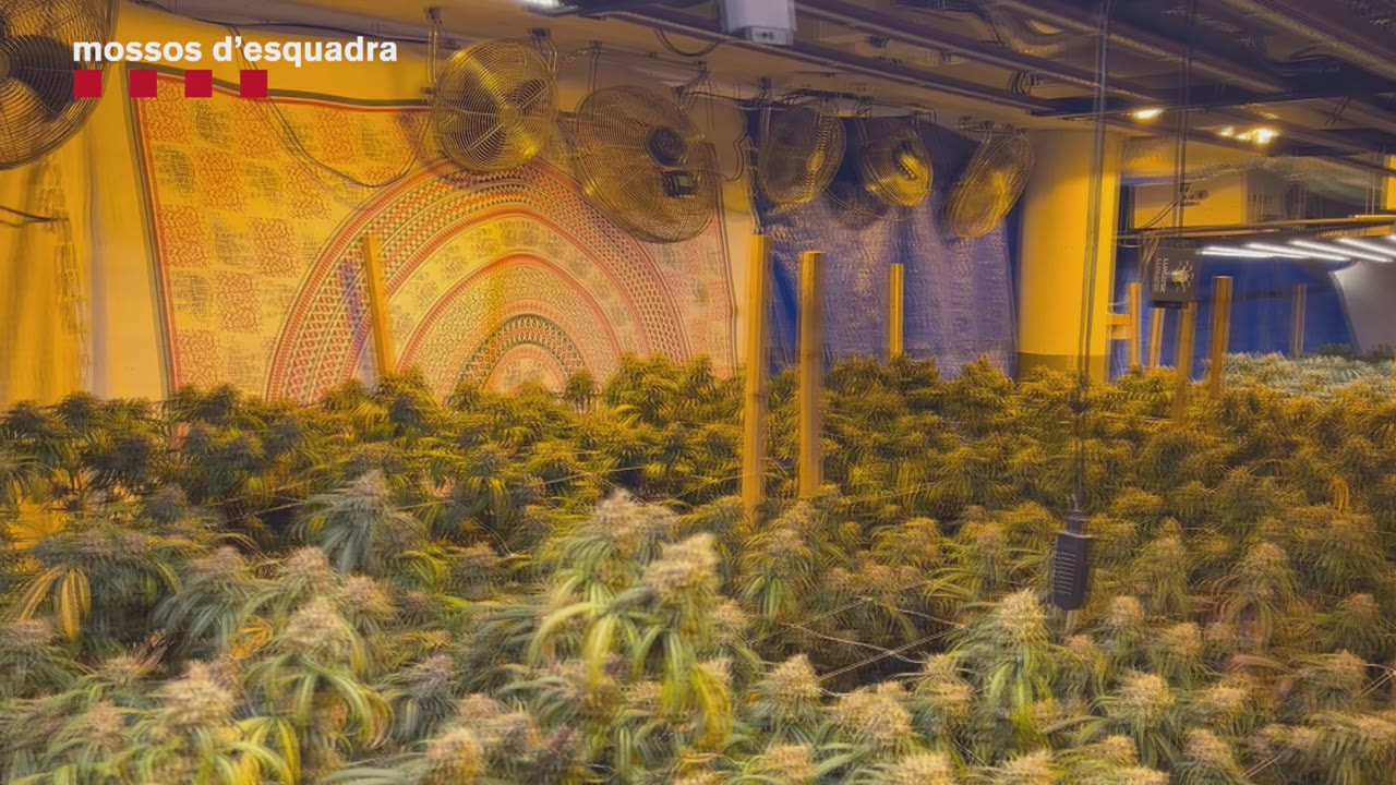 marihuana sant vicenç2.jpg