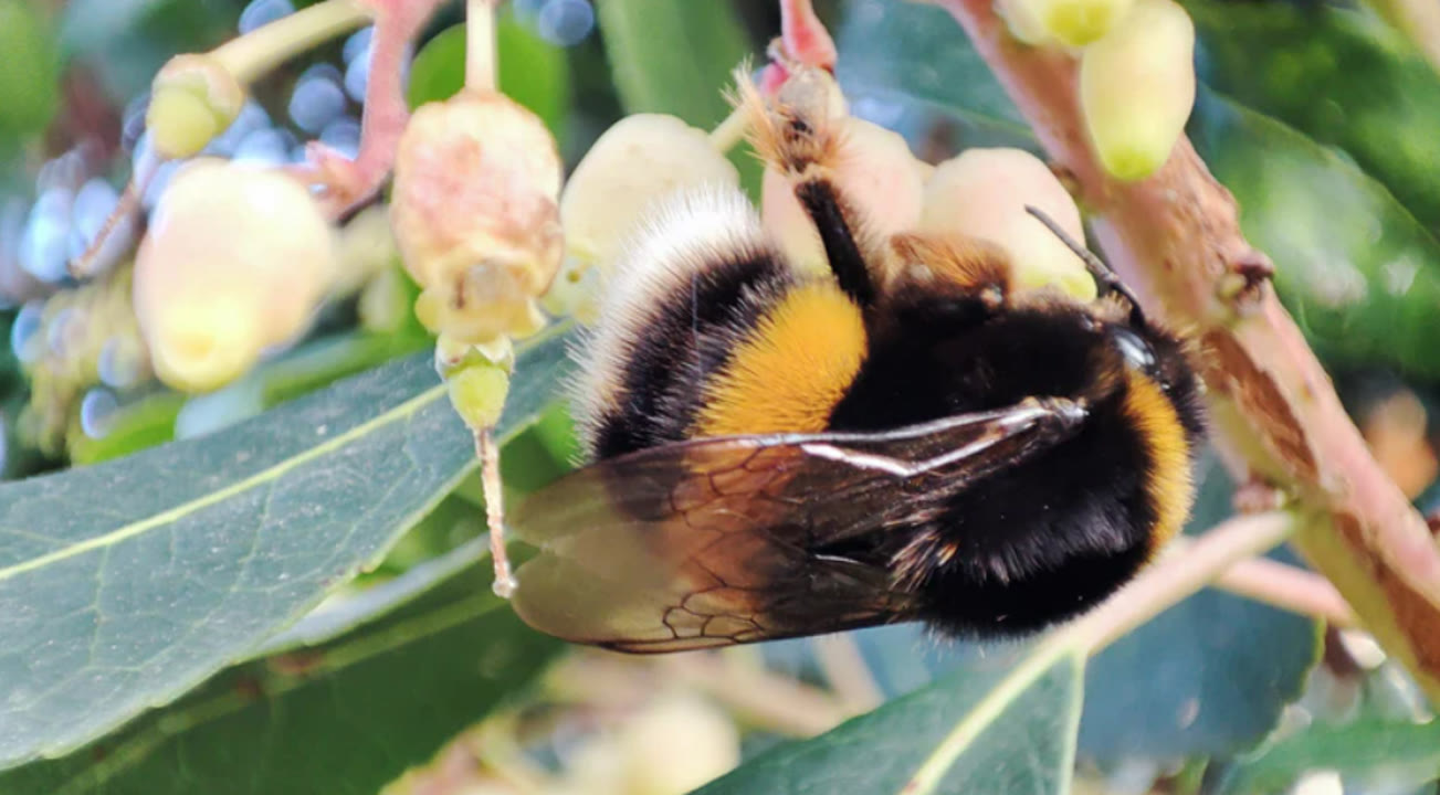 Els invertebrats al jardí de Can Boet.png