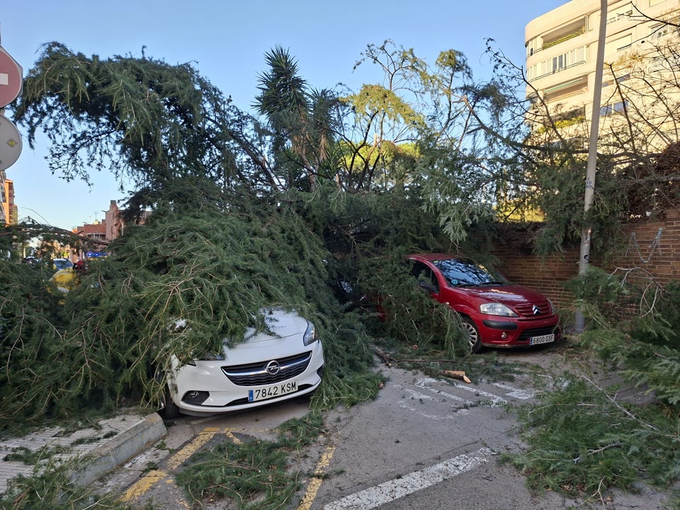 arbre caigut_vilassar.jpg