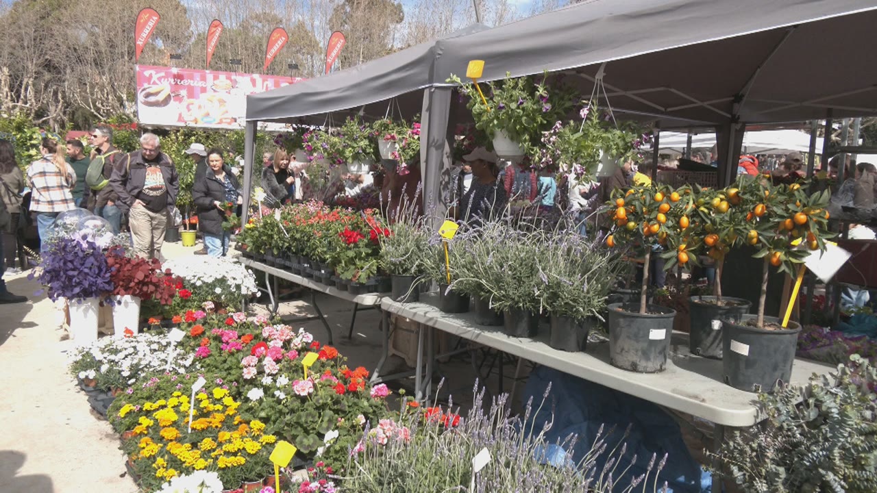 la-fira-de-larbre-reubicada-a-lespai-firal-del-parc-central-per-seguretat