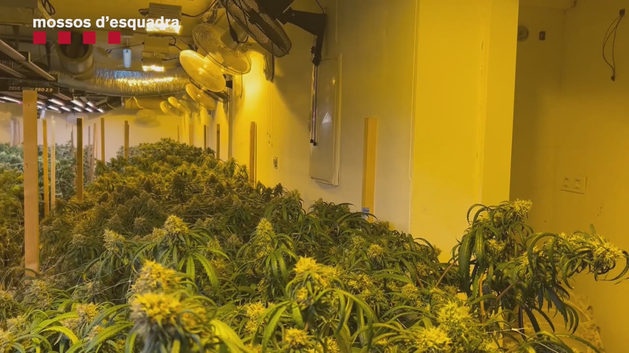 <p class="MsoNormal">El Maresme, epicentre d’una trama internacional de droga: 12 detinguts i 250.000 € en estupefaents intervinguts<span style="font-family:&quot;Arial&quot;,sans-serif;font-size:16.0pt;"><span style="line-height:107%;mso-ansi-language:CA;mso-ascii-theme-font:minor-bidi;mso-bidi-theme-font:minor-bidi;mso-hansi-theme-font:minor-bidi;" lang="CA"><strong><o:p></o:p></strong></span></span></p>