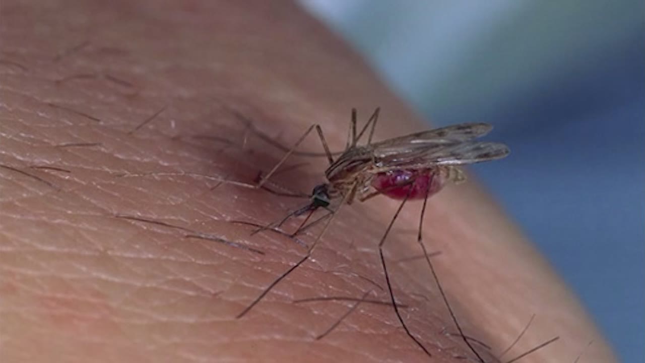 la-malaria-podria-arribar-a-casa-nostra-en-la-proxima-decada