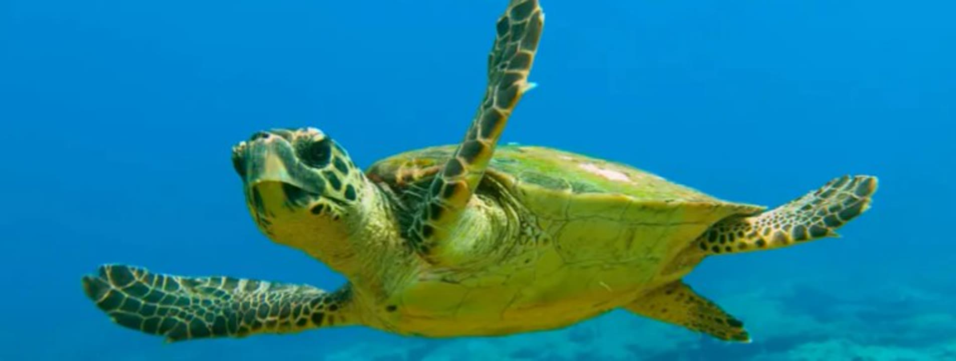 Genètica i tortugues marines quan el món canvia.jpg