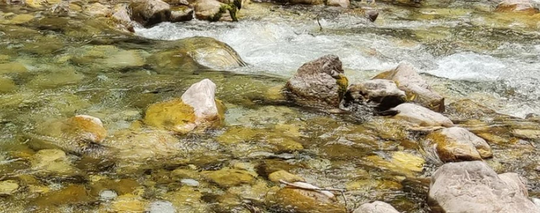 L'estabilitat de l'hàbitat aquàtic com a generador de la variabilitat genètica en insectes.jpg